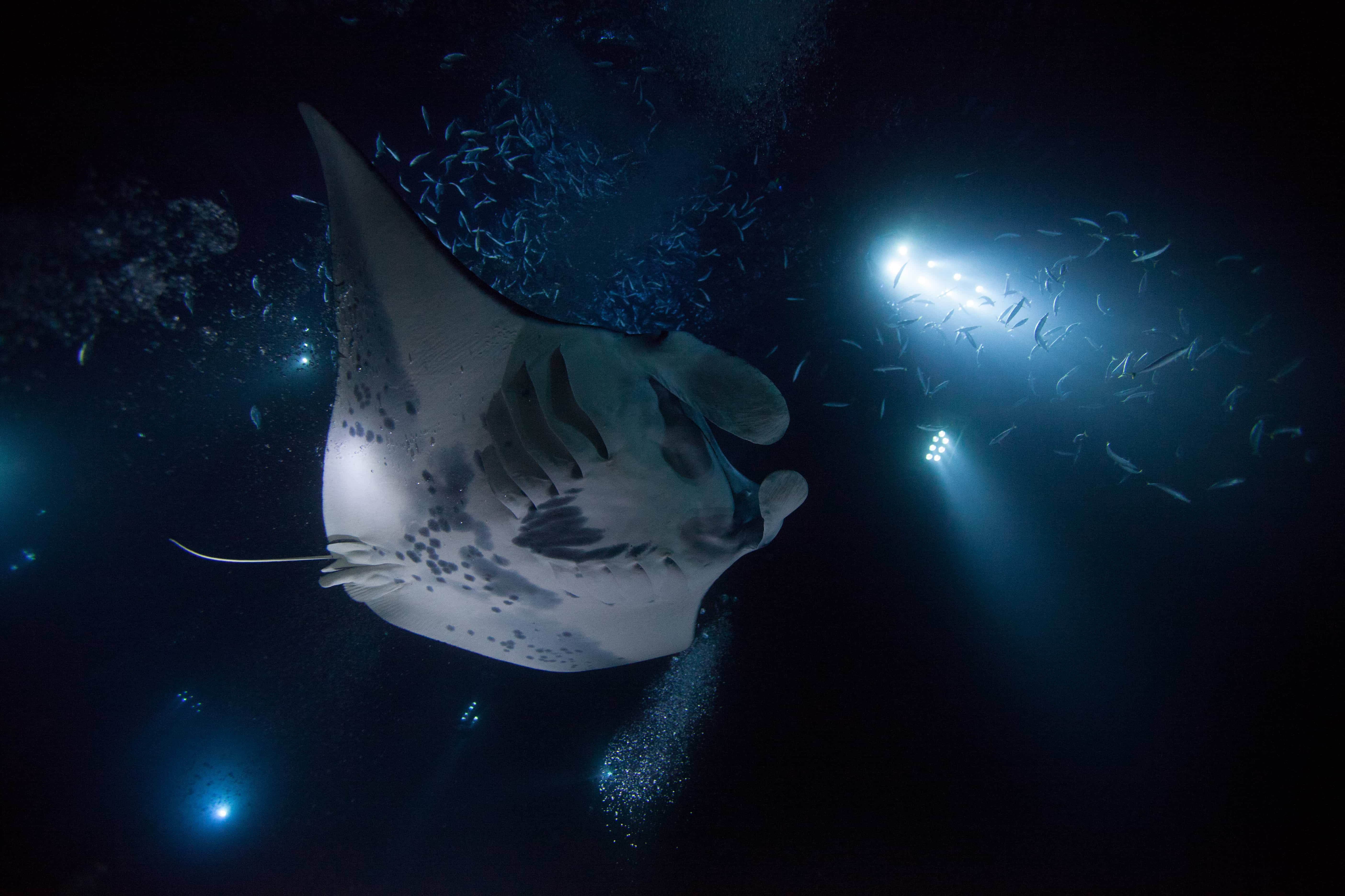 big island scuba diving manta rays