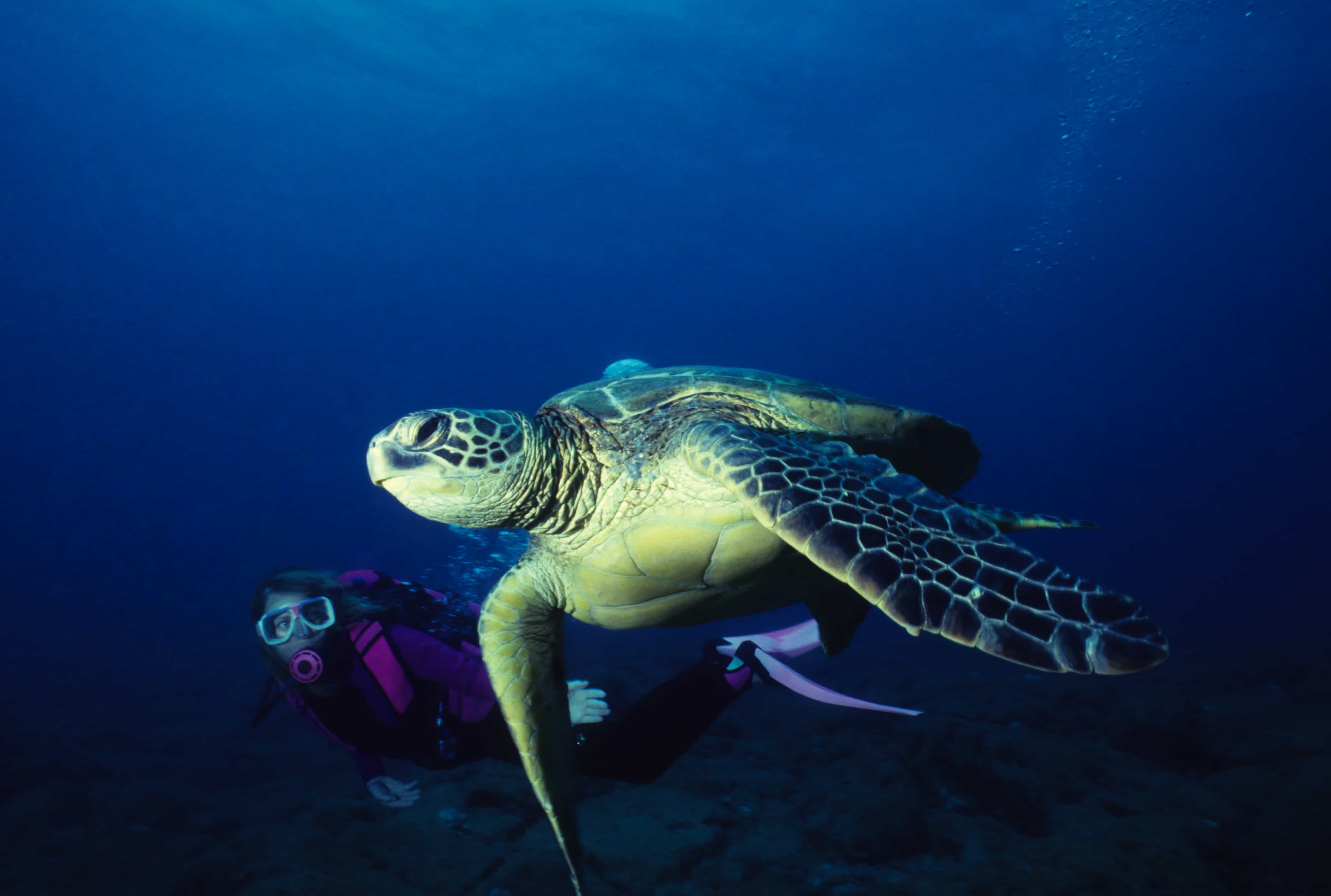 scuba dive sea turtles hawaii