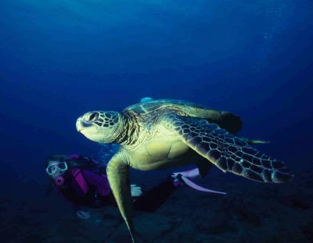 snorkeling with sea turtles hawaii 