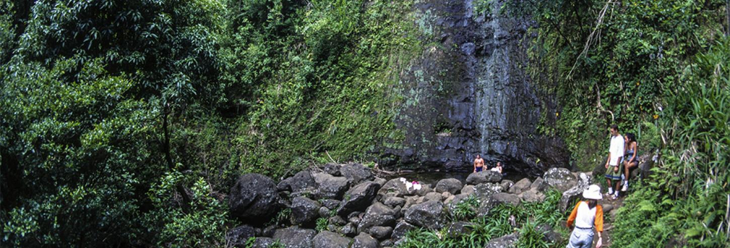 Manoa Falls Oahu