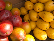 colorful hawaiian mango varieties