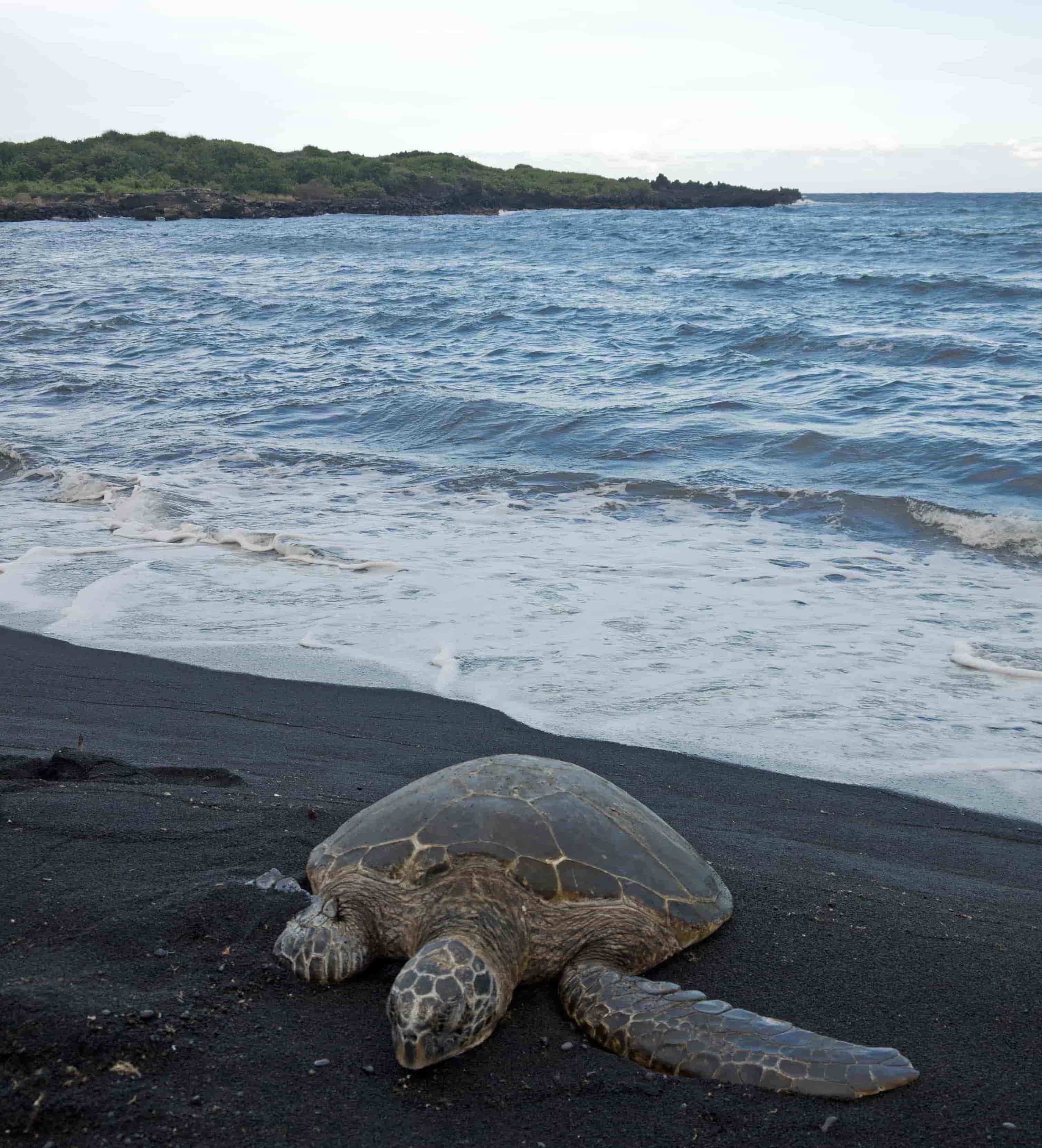 Big Island Turtle Black Sand Beach