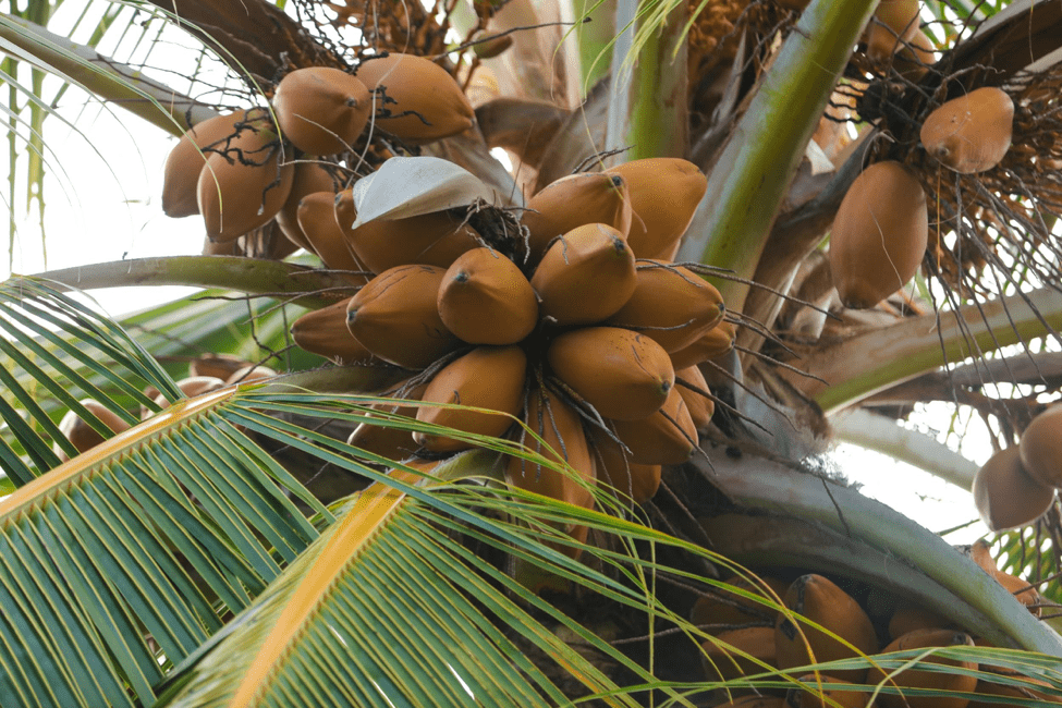 coconuts hanging in tree