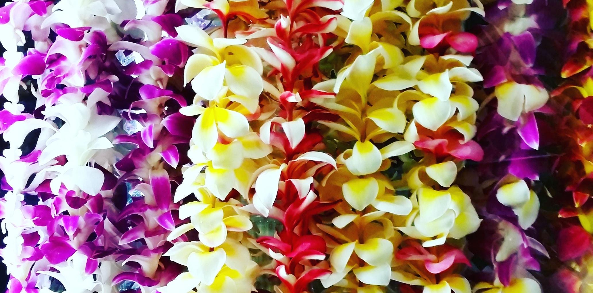 hawaiian leis colorful