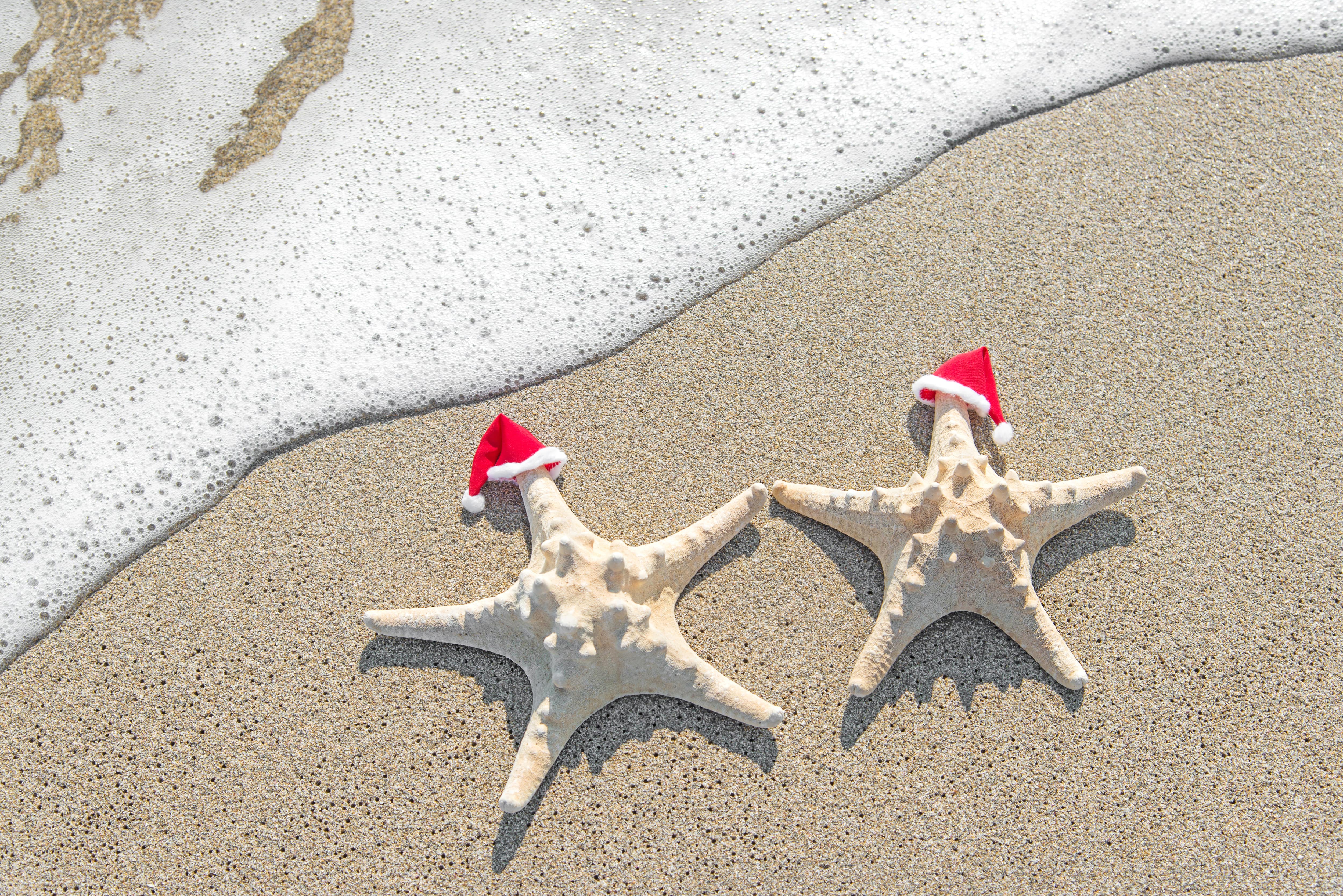 hawaii starfish on beach