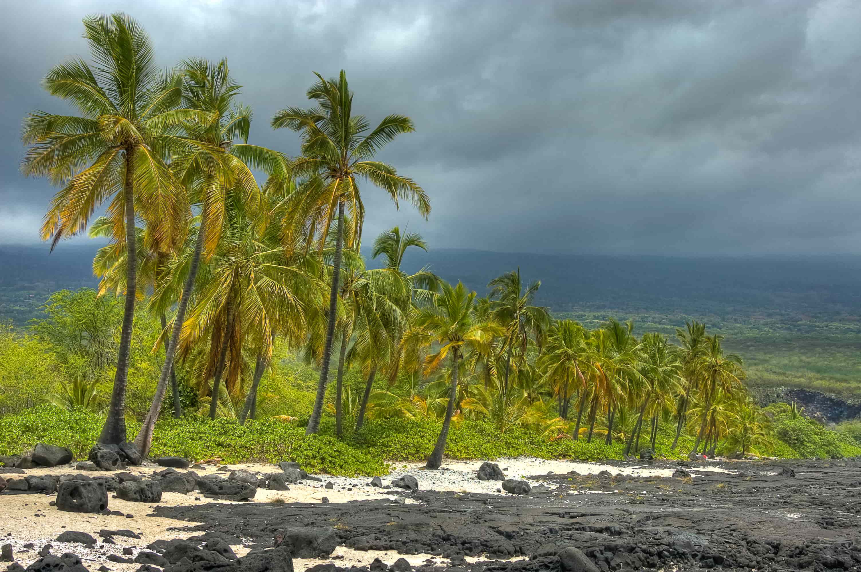 big island palm trees