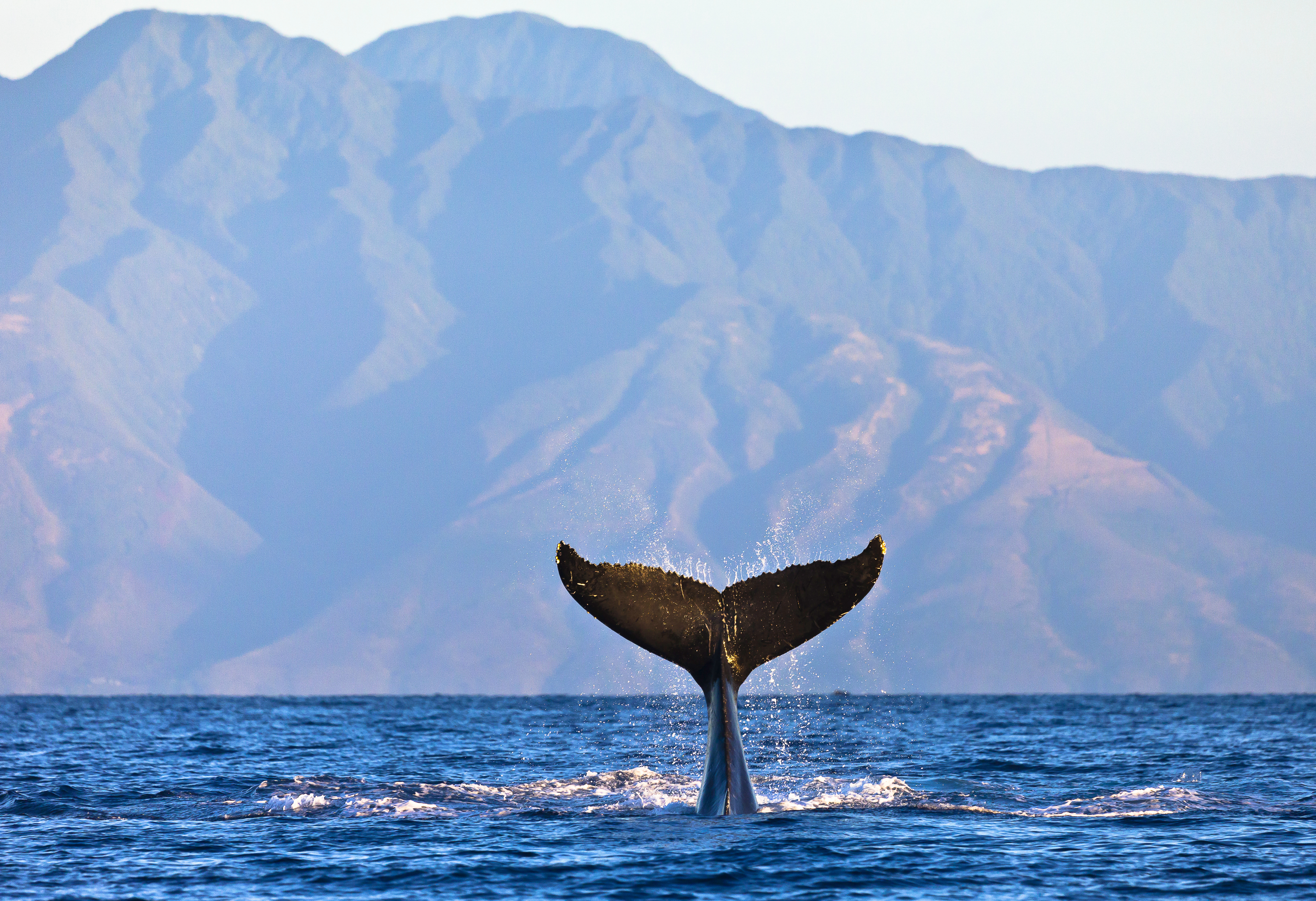 Hawaii Vacation whale season