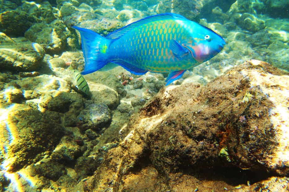 Hoʻokena coral reefs