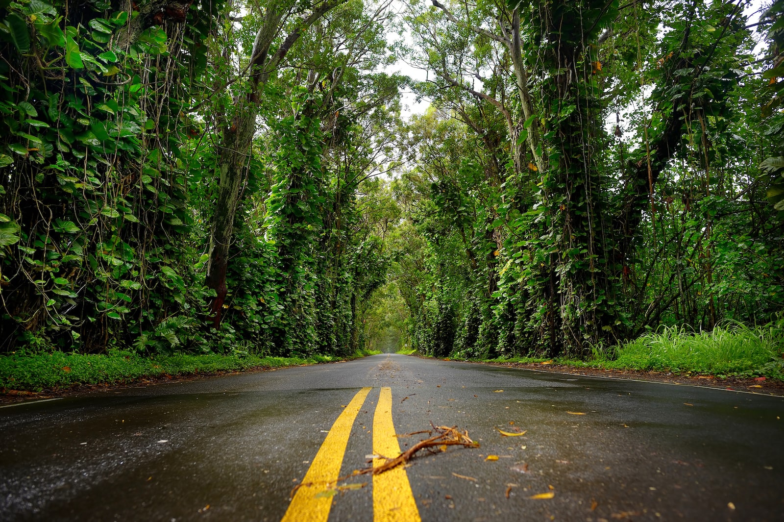 Kauai Tree Tunnel