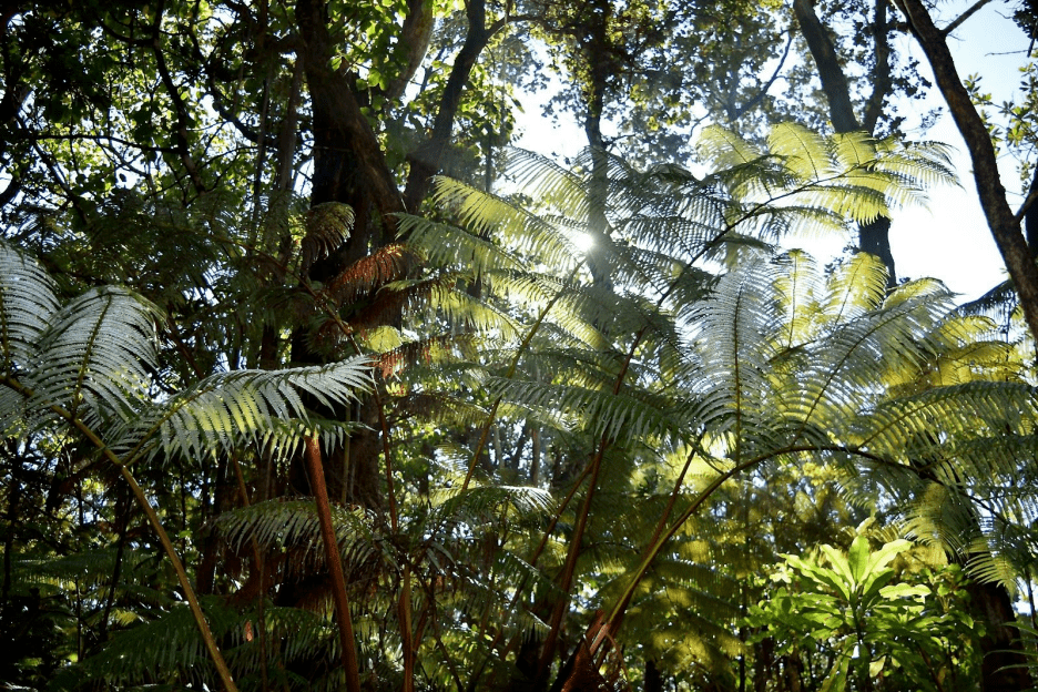 kipukapuaulu forest big island