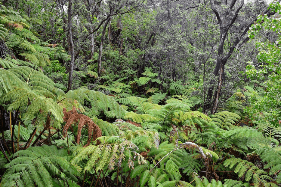 kipukapuaulu mamaki plant