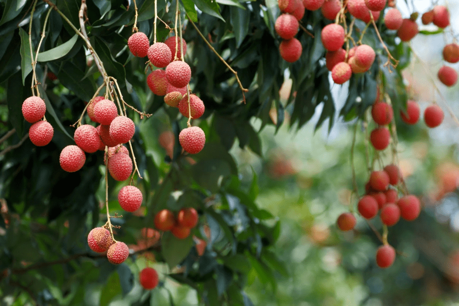 lychee fruit in hawaii