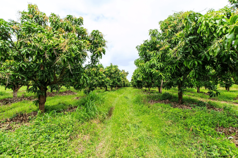 mango orchard in hawaii