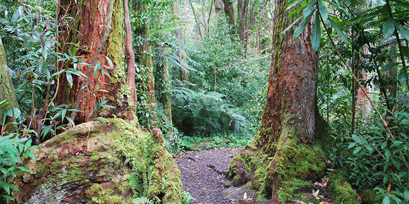 Manoa Falls Trail