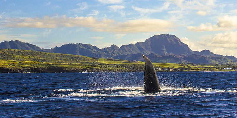 Poipu Whale Watching on Kauai