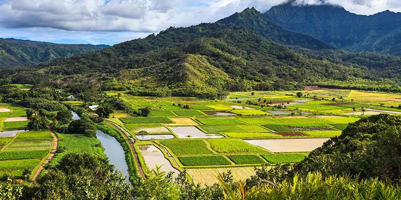 Princeville Hanalei Taro