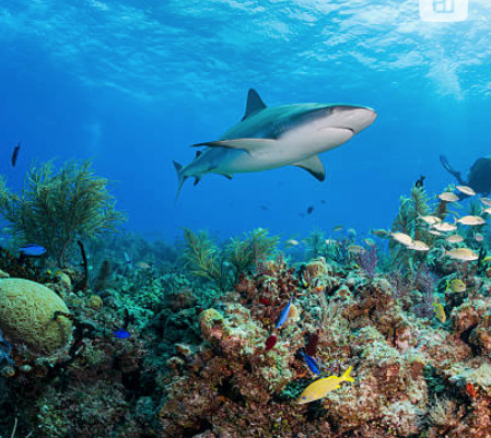 Hawaii Vacation Rental Home, shark diving oahu