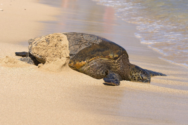 sea turtle hawaii