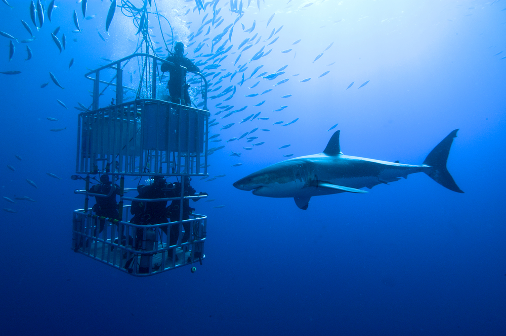 I. Introduction to Shark Diving
