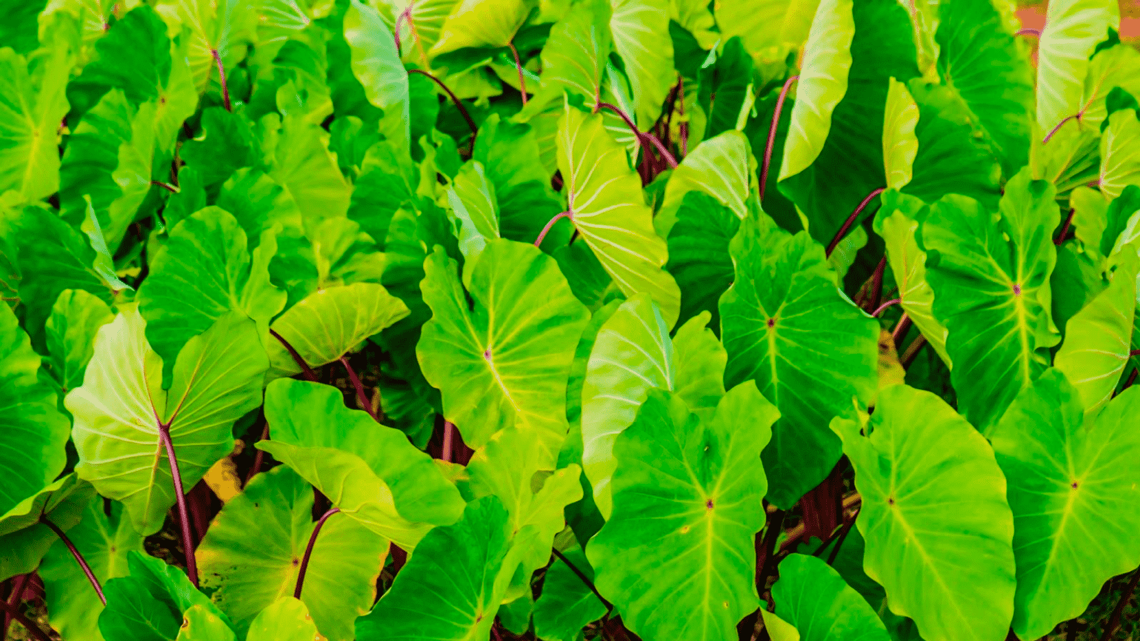 taro patch big island hawaii