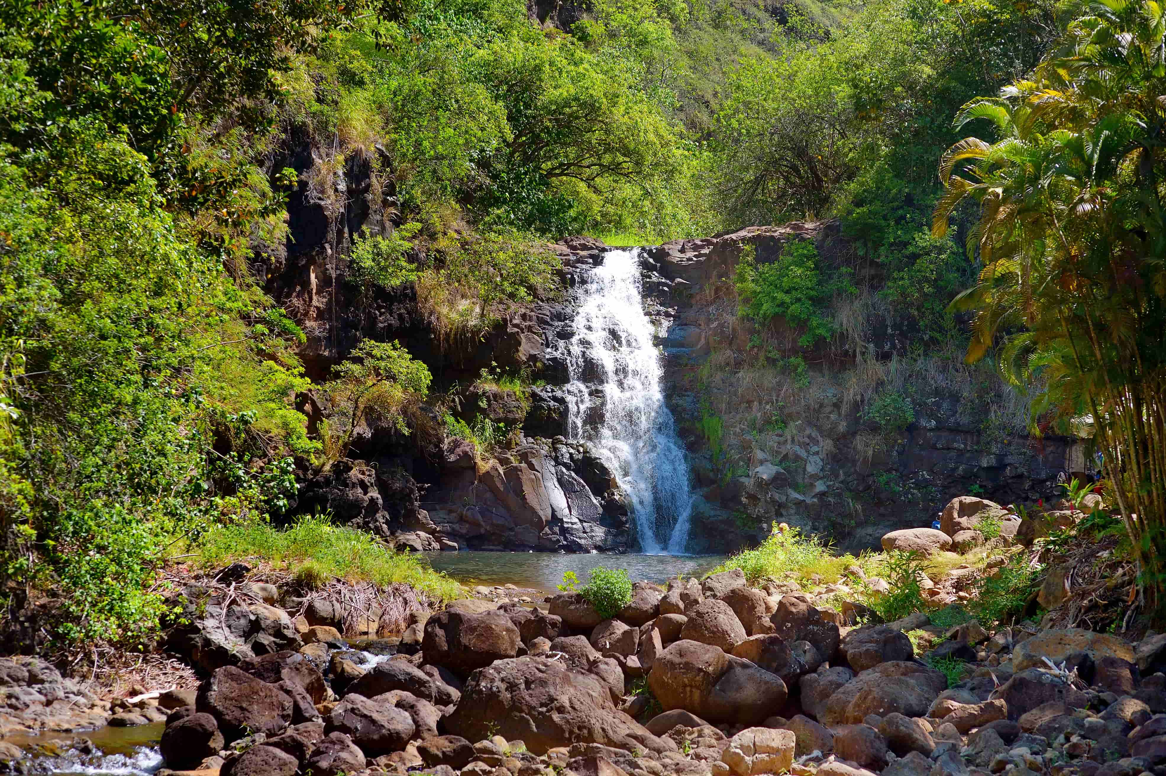 Manoa Valley's Paradise Park could find new life as a cultural oasis