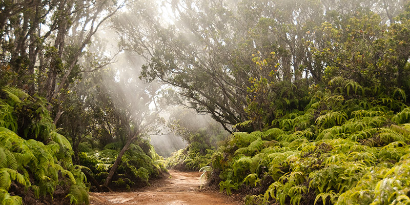 Waimea Canyon Hike