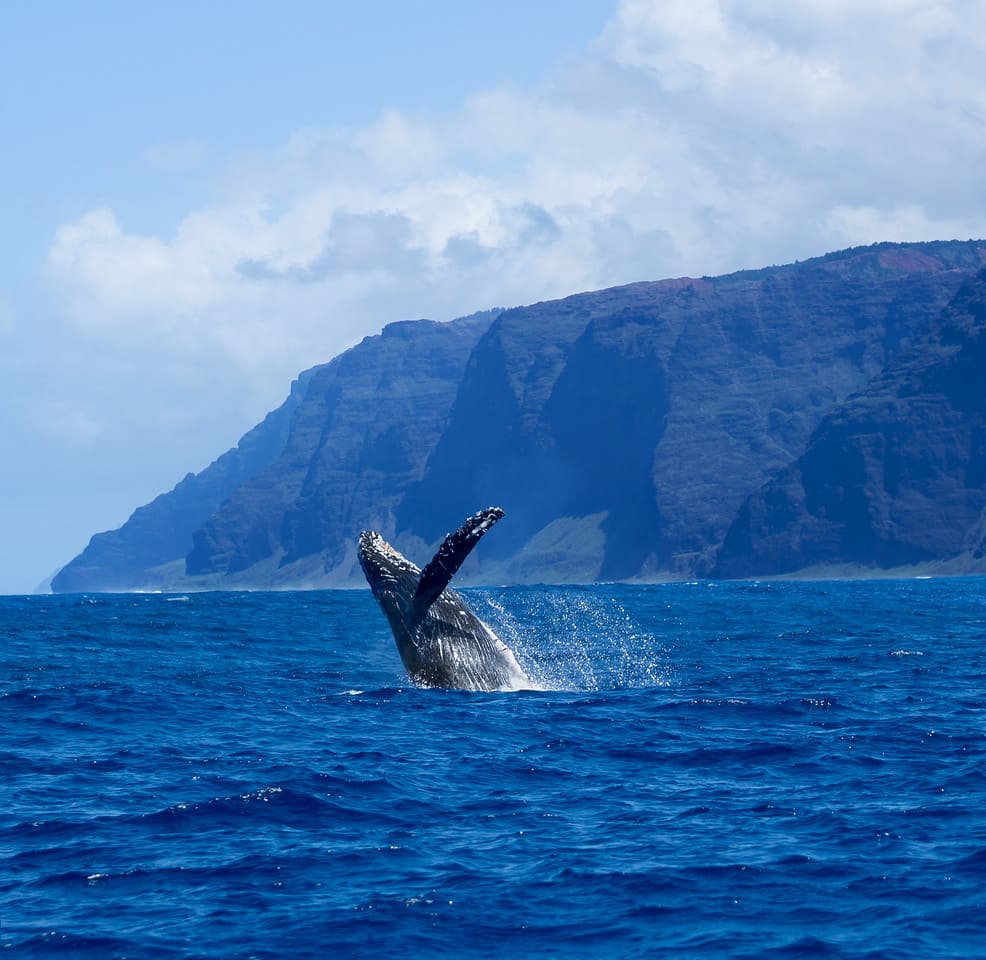 whale watching on kauai