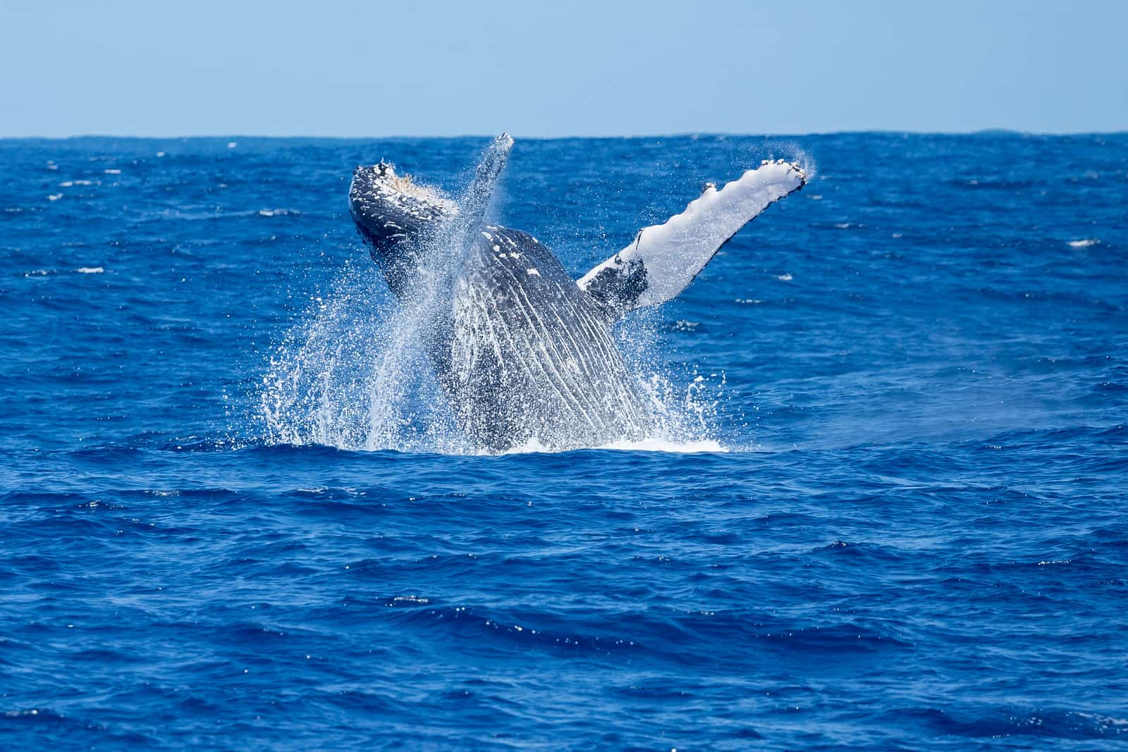 whale watching boat tour on kauai